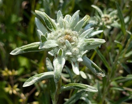 Edelweiss – Die zarte Heldin der Alpen