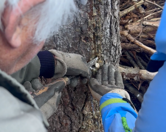 Unterwegs in den Frutiger Wäldern